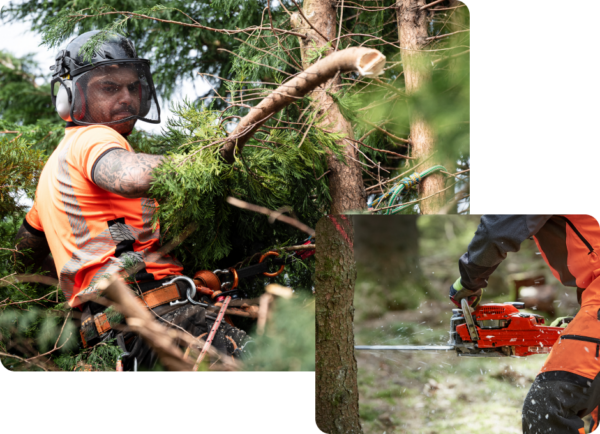 Tree Loppers Insurance | BizCover NZ